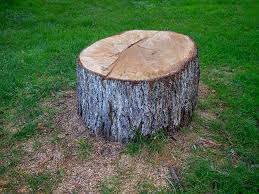 Best Tree Cabling and Bracing  in Veedersburg, IN