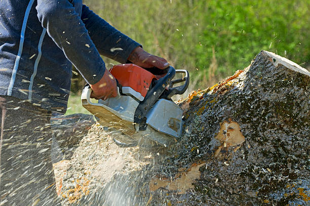 Best Tree Risk Assessment  in Veedersburg, IN