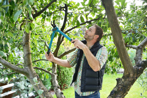Professional Tree Services in Veedersburg, IN